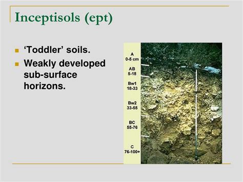 PPT - Soil Taxonomy- Properties of Soil PowerPoint Presentation, free download - ID:3833748