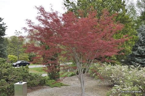 red willow in lanscaping - Google Search | Landscape nursery, Acer ...