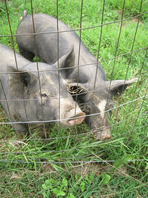 First Berkshire Hogs on the One Straw Farm