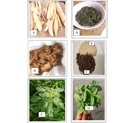 Traditional foods/dishes A uncooked Tswii, B cooked Tswii, C Thepe... | Download Scientific Diagram