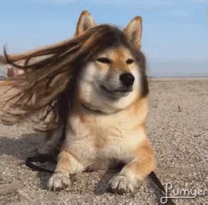 飘逸 GIF - Flowing LongHair Puppy - Discover & Share GIFs