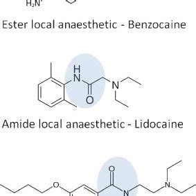 Chemical structure of benzocaine (ester), cinchocaine and lidocaine... | Download Scientific Diagram