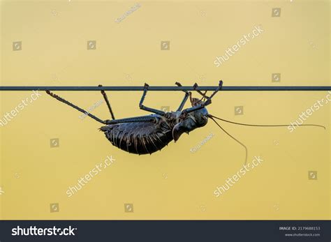 156 Armoured Katydid Images, Stock Photos & Vectors | Shutterstock