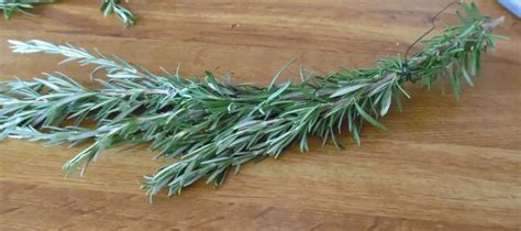 DIY Rosemary Wreath