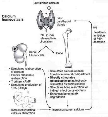 Parathyroid Hormone Feedback Loop