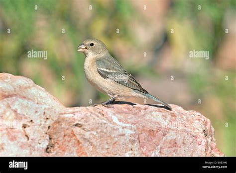 Lazuli Bunting female Stock Photo - Alamy