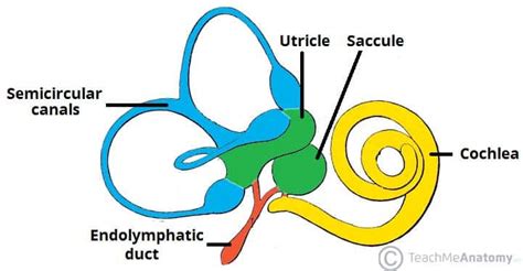 The Inner Ear - Bony Labyrinth - Membranous Labryinth - TeachMeAnatomy