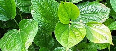 Polynesian Produce Stand : ~Piper Betel Vine~ PAAN Chewing Stimulant for Medicinal Uses Potd ...