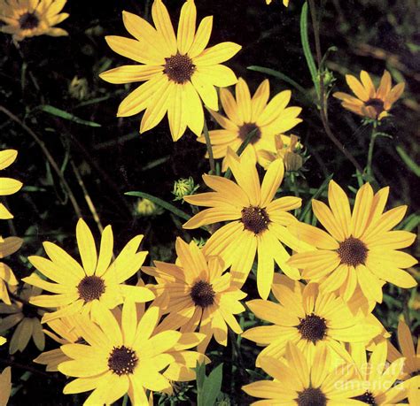 Yellow Daisies Painting by Ruth Housley