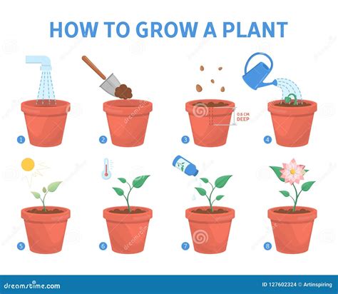 Growing a Plant in the Pot Guide. Stock Vector - Illustration of growth, growing: 127602324