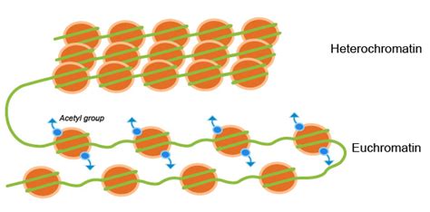 Chromatin Remodeling | What is Epigenetics?