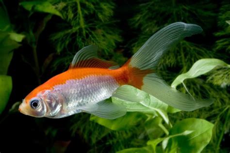 Comet Vs Common Goldfish - How To Tell Them Apart?