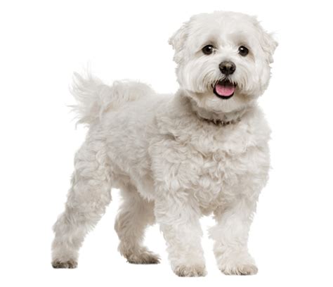 45+ Maltese Dog Breed - l2sanpiero