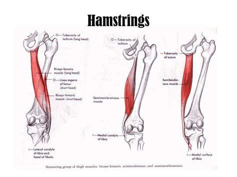 PPT - The Knee PowerPoint Presentation, free download - ID:1942088