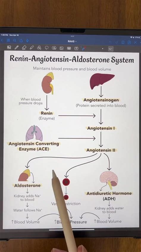 42K views · 1K reactions | Renin Angiotensin Aldosterone System (RAAS ...