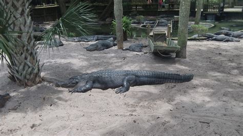 Lori's Blog reviews and more: Alligator Farm, Saint Augustine, Florida ...