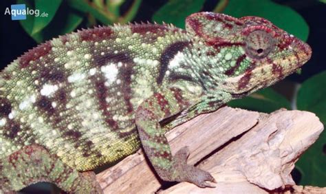 The Malagasy Giant Chameleon - Aqualog.de