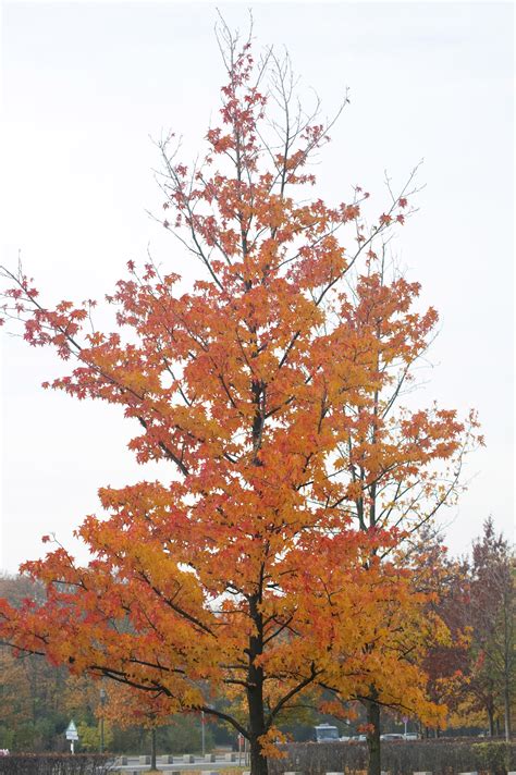 Free Stock Photo 5166 Single tree with yellow leaves | freeimageslive