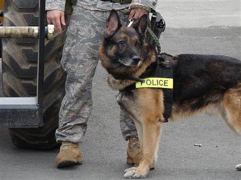 Popular Police Dog Breeds - K9 Breed - What Type Of Dogs Do Police Use