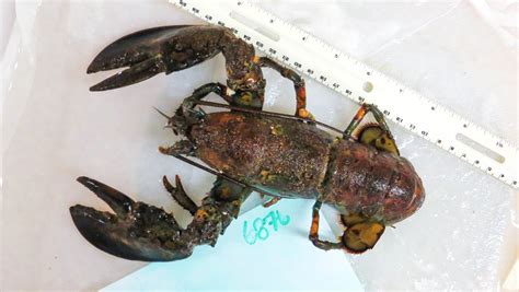 UMaine shows water temperature impacts bacteria present on lobsters ...