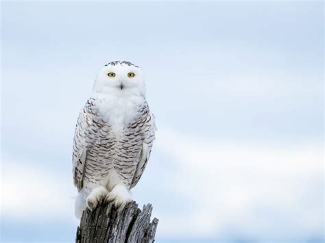 Snowy Owl Nesting (Complete Guide) | Birdfact