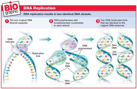 Dna Replication Diagram With Enzymes