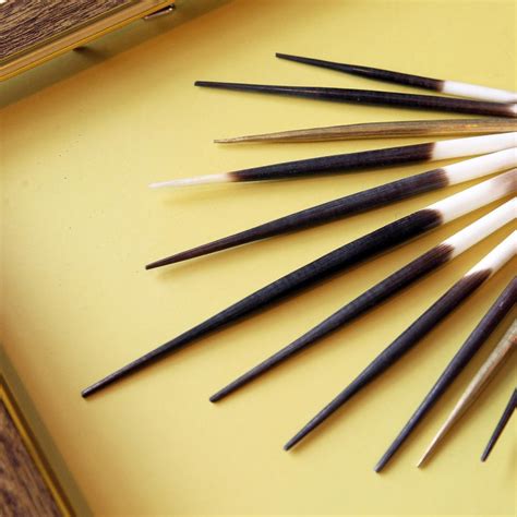 Scientists study porcupine quills to improve medical needles | South China Morning Post