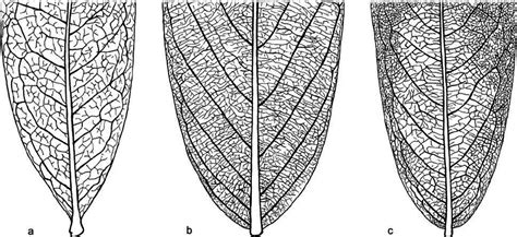 Leaf venation patterns in selected Annonaceae species. a,... | Download ...