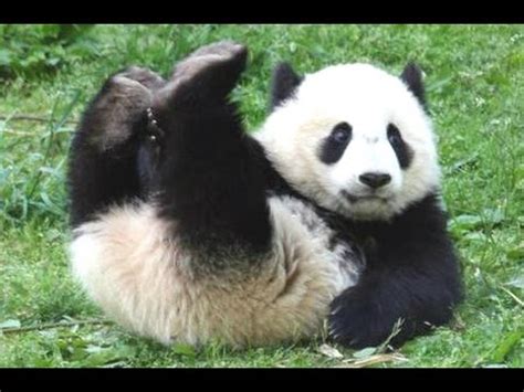 Panda Bear - A Funny Panda And Cute Panda Videos Compilation || NEW HD - YouTube