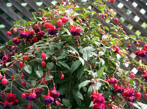 Fuchsia 'Dollar Princess' - Riverside Garden Centre