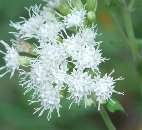 White snakeroot | Identify that Plant