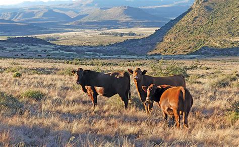 A grass-based approach to beef stud farming