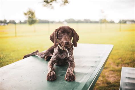 German Shorthaired Pointer Mixes - PupVine