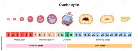 Ovarian cycle. Menstrual cycle. Menstrual, proliferative ovulation and ...