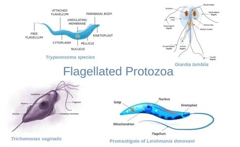 Describe How a Flagellum Is Used to Move an Organism