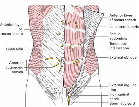 2: The Abdomen and Pelvis | Basicmedical Key