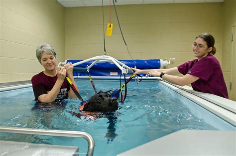 Dog Hydrotherapy | Canine Hydrotherapy | K9 Therapy