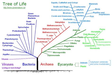 Tree of Life | Animal classification, Vertebrates and invertebrates, Learn english vocabulary