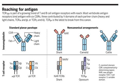 Unusual T cell receptor in opossum | Science