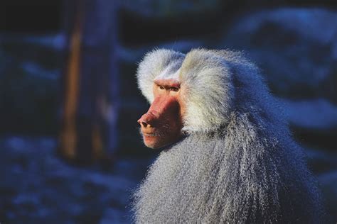 White Baboon · Free Stock Photo