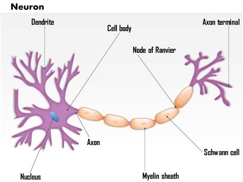 Anaxonic Neuron Slide