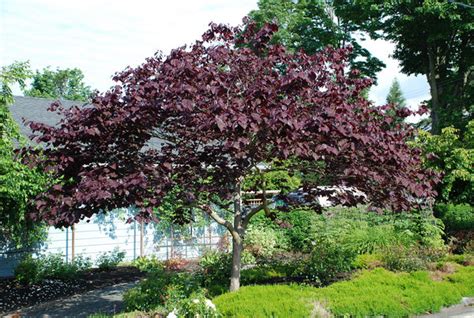 Forest Pansy Redbud Tree – new life nursery Local