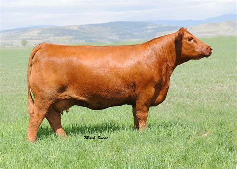 Vickland Show Cattle Spring Fling Elite Embryo Sale | The Pulse