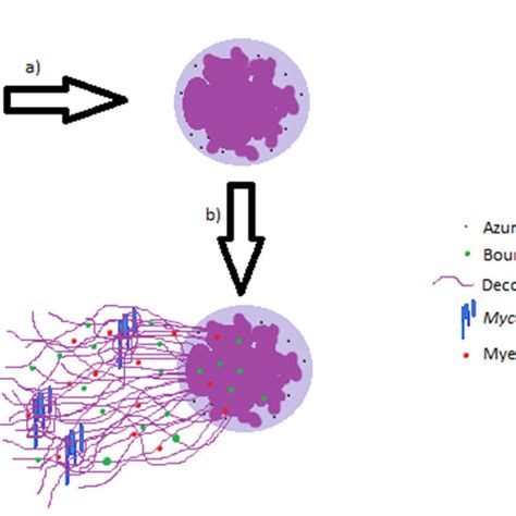 Neutrophil Extracellular Traps Nets