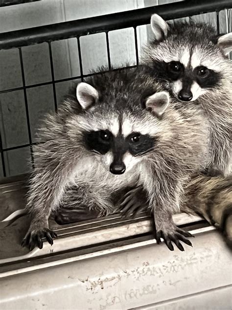 Rescuing Hope: A Tale of Two Raccoon Kits on Their Journey to Freedom ...