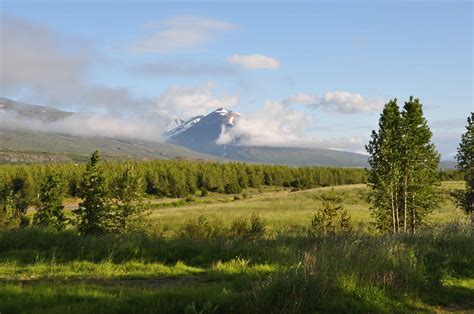 Hallormsstaðaskógur Forest | The Largest Forest in Iceland