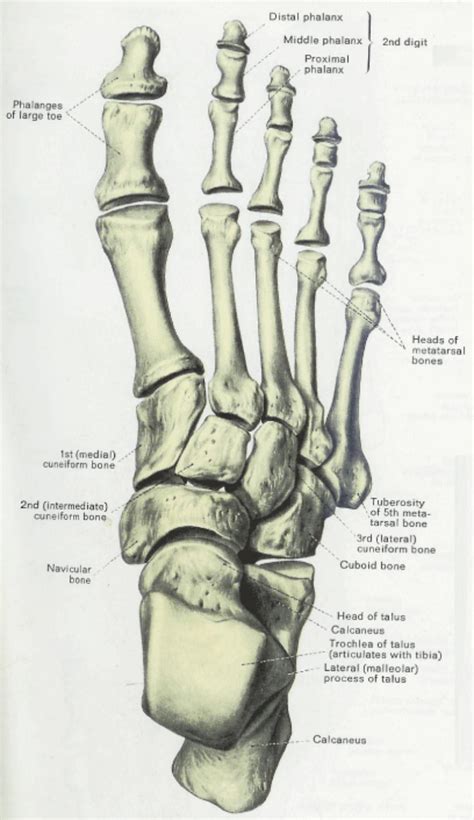 Foot Skeleton Drawing at GetDrawings | Free download