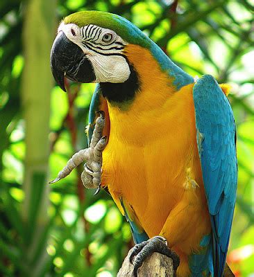 Macaw Parrot Price in india 2021 | Parrot Price in india