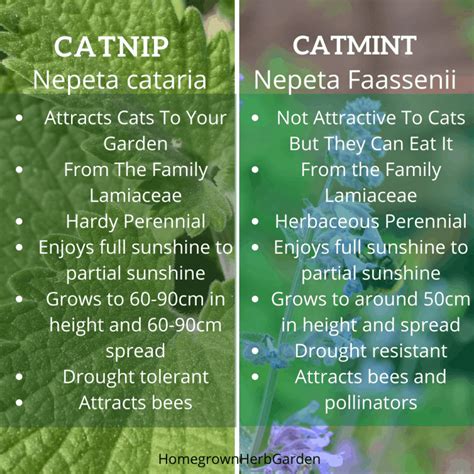 Catnip Vs Catmint Important Differences and Uses - Homegrown Herb Garden