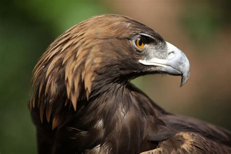 Save the Golden Eagle and Protect its Habitat! - GlobalGiving